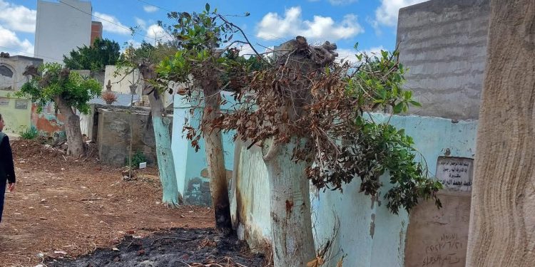 لجنة الوفد بكفر الشيخ تندد بـ “مذبحة الأشجار” في منطقة مقابر مطوبس