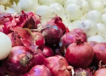 الذهب الأبيض والأصفر يعبر المحيط.. الأوروجواي تستقبل البصل والثوم المصري رسمياً