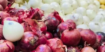 الذهب الأبيض والأصفر يعبر المحيط.. الأوروجواي تستقبل البصل والثوم المصري رسمياً