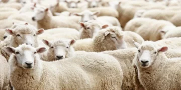 الإفتاء تحسم أحكام الأضحية: جواز الادخار السنوي وشروط صكوك الوكالة والاستدانة