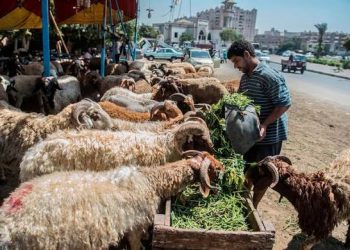 بين الاستثمار الخاص وحق الانتفاع.. أزمة سوق المواشي تتصاعد بالشرقية