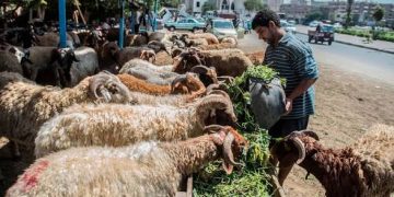 بين الاستثمار الخاص وحق الانتفاع.. أزمة سوق المواشي تتصاعد بالشرقية