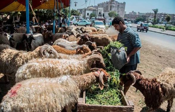 بين الاستثمار الخاص وحق الانتفاع.. أزمة سوق المواشي تتصاعد بالشرقية